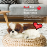 Peluche Cão Shih Tzu Perfect Petzzz