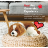 Peluche Cão Cavalier King Charles Perfect Petzzz