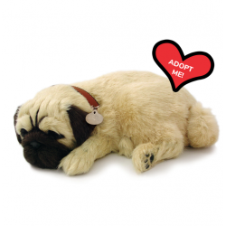 Peluche Cão Pug Perfect Petzzz