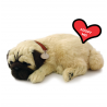 Peluche Cão Pug Perfect Petzzz